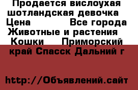 Продается вислоухая шотландская девочка › Цена ­ 8 500 - Все города Животные и растения » Кошки   . Приморский край,Спасск-Дальний г.